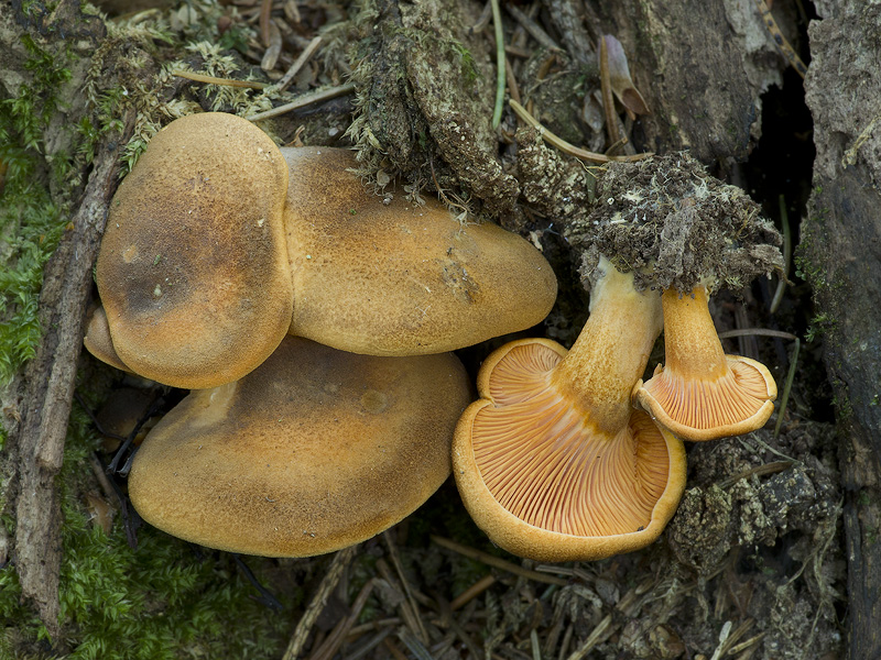 Hygrophoropsis rufa